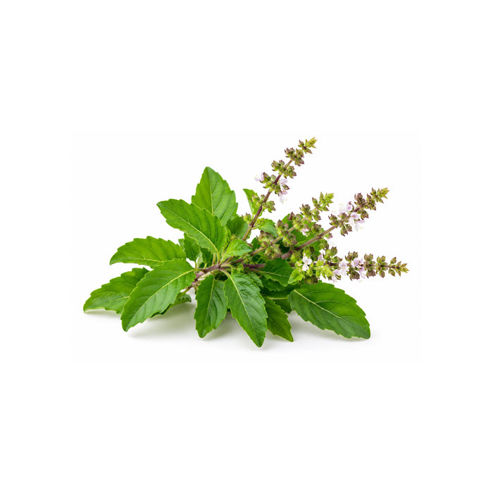 TULSI