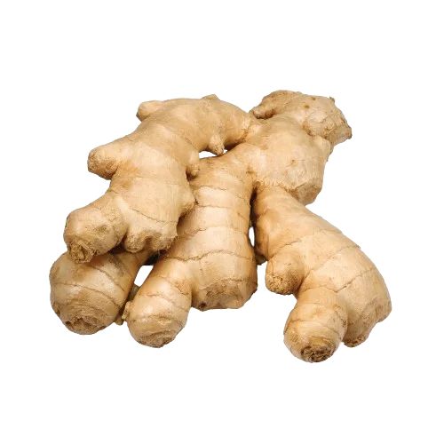 GINGER